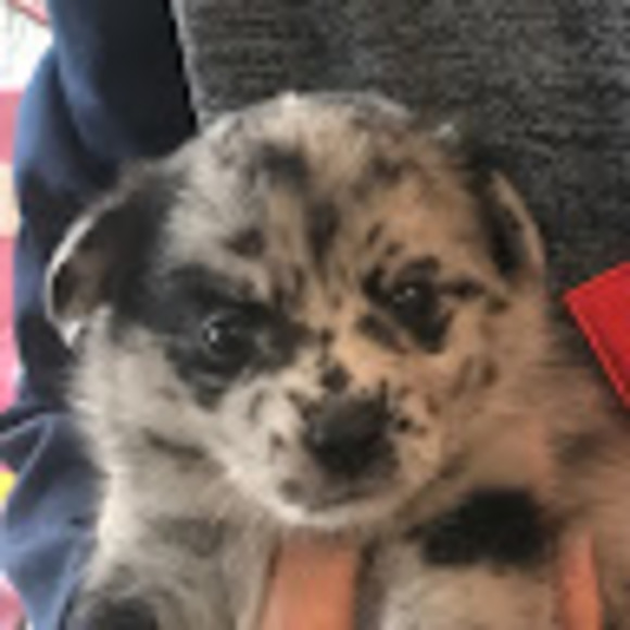 Meet your Posher, Sage - Picture 1 of 1